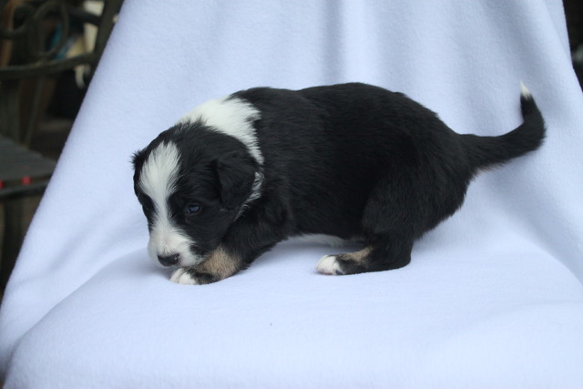 Tigger at four weeks old